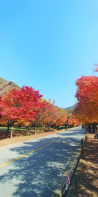 Autumn Leaves Mountain Sky Mount - Free photo on Pixabay - Pixabay