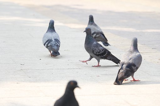 Free Pigeons Birds photo and picture