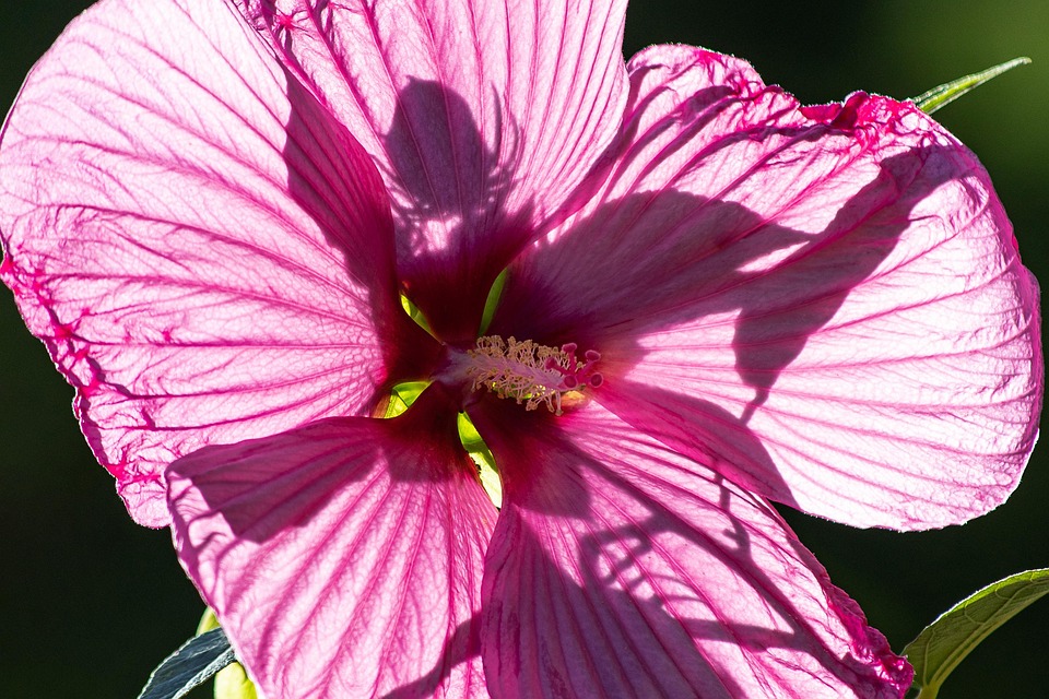 花 ツツジ 花びら Pixabayの無料写真