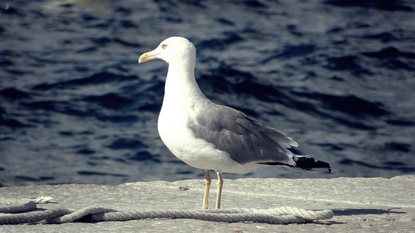 Seagull, Kroatië, Zee, Vogel, Water