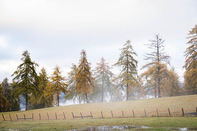 Free Trees Fog photo and picture
