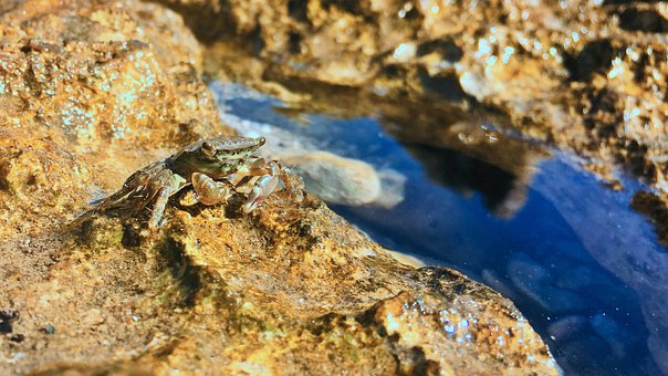 Krab, Kroatië, Rotsen, Zee, Natuur
