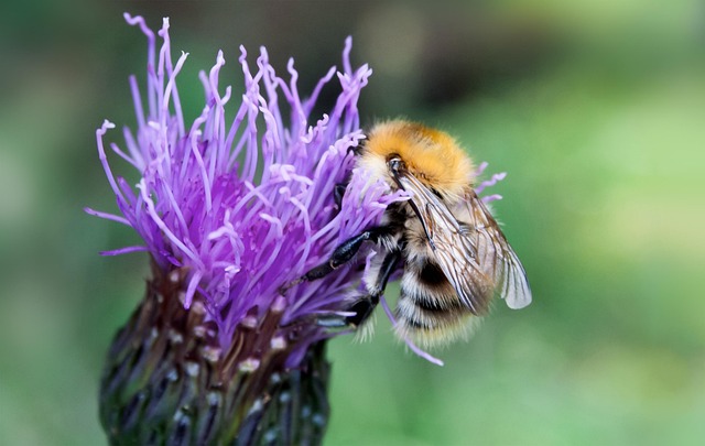 Free Bee Flower photo and picture