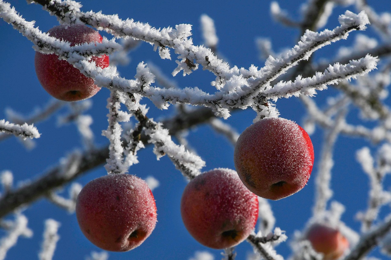 Frost Apples Winter - Free photo on Pixabay