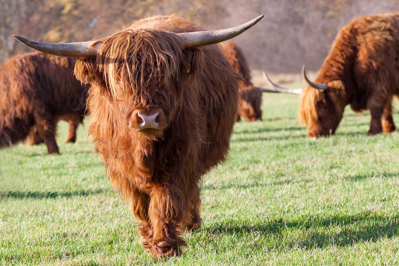 7 000 Free Highland Cattle Cow Images Pixabay 7 000 Free Highland Cattle Cow Images Pixabay