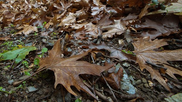 Brun, Blade, Efteråret, Natur, Blad