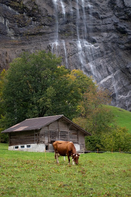 Ko, Bøf, Vandfald, Idyl, Udendørs