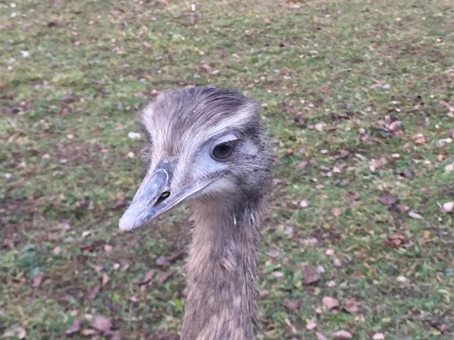 Free Ostrich Bird photo and picture