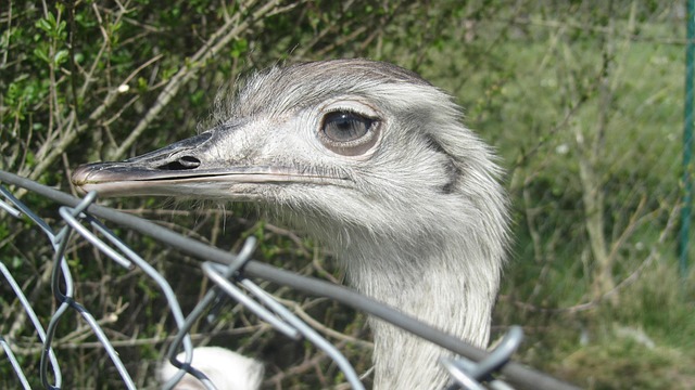 Free Ostrich Head photo and picture