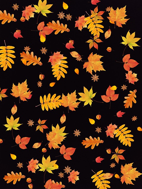 Free Autumn Leavs illustration and picture