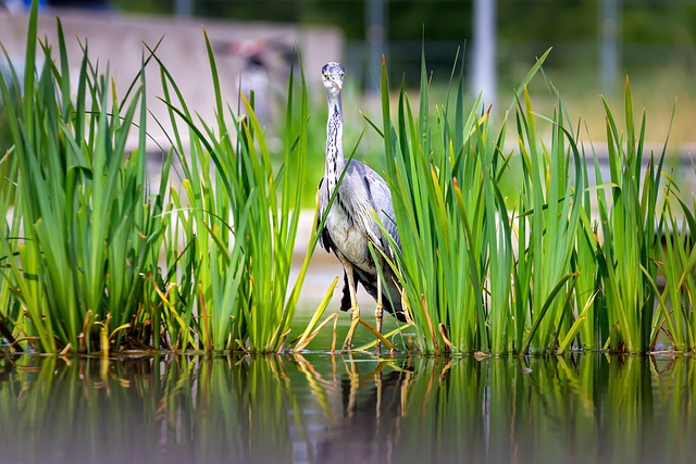 Garça, Pássaro, Lago, Relva, Animal