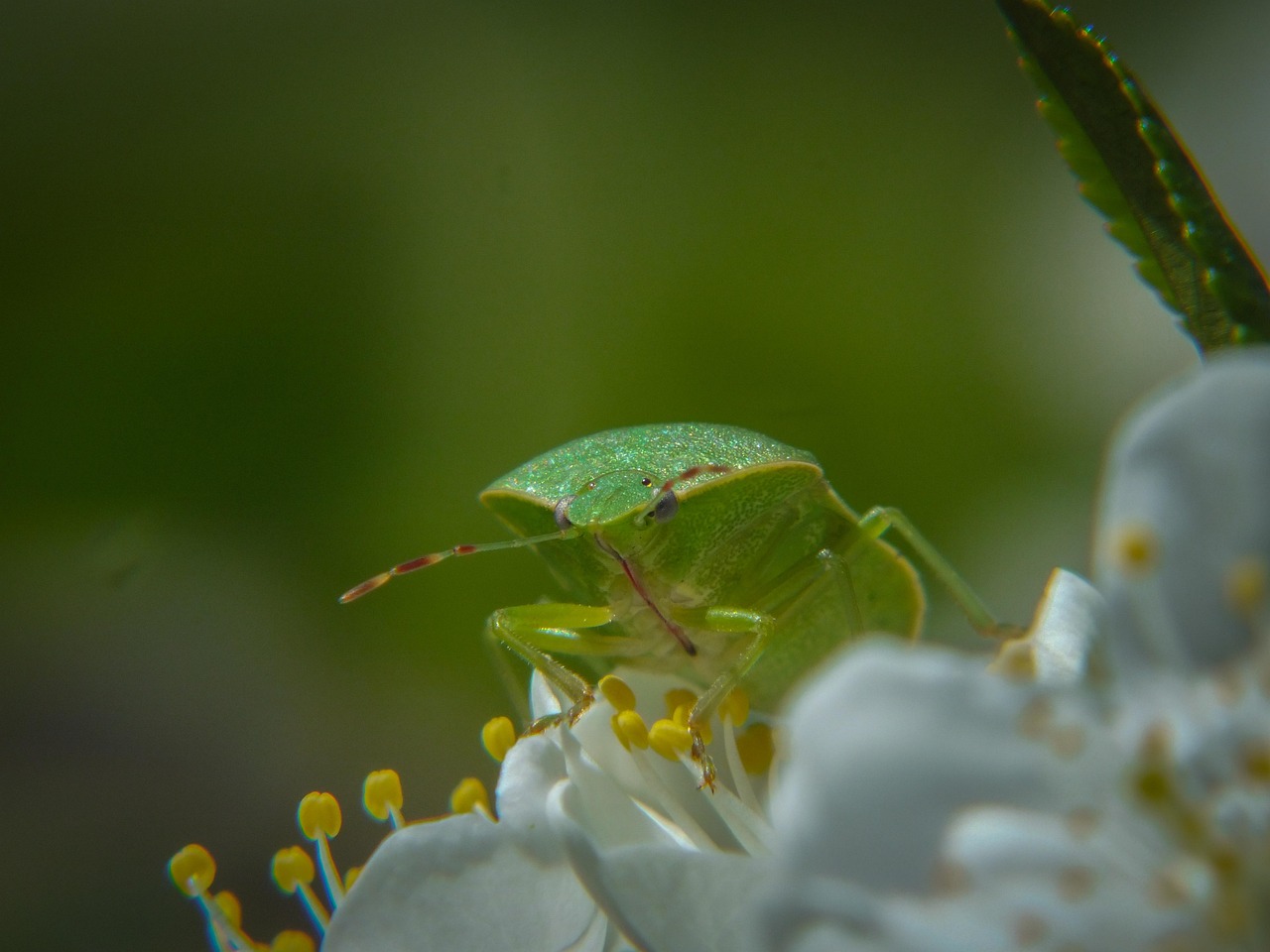 Nature Flower Insect - Free photo on Pixabay - Pixabay
