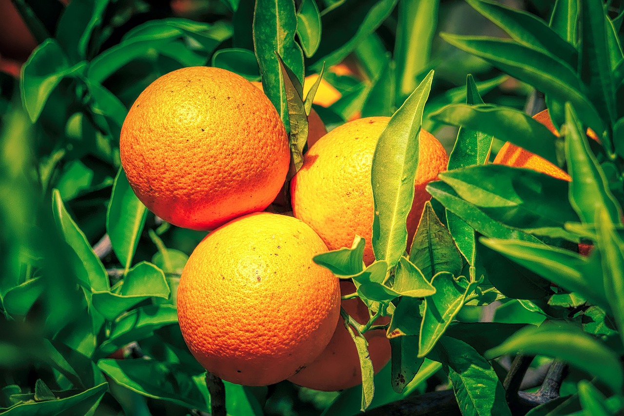 Orangen Apfelsinen Obst - Kostenloses Foto auf Pixabay - Pixabay