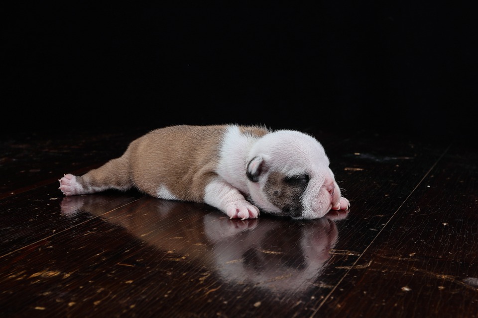 Buldog Perro Cachorro Bulldog Foto Gratis En Pixabay