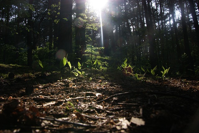 Free Nature Forest photo and picture