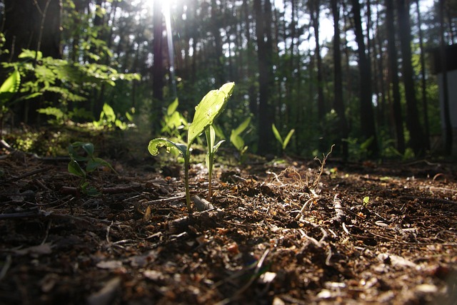 Free Nature Plant photo and picture