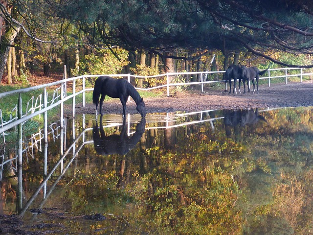 Free Horses Water photo and picture