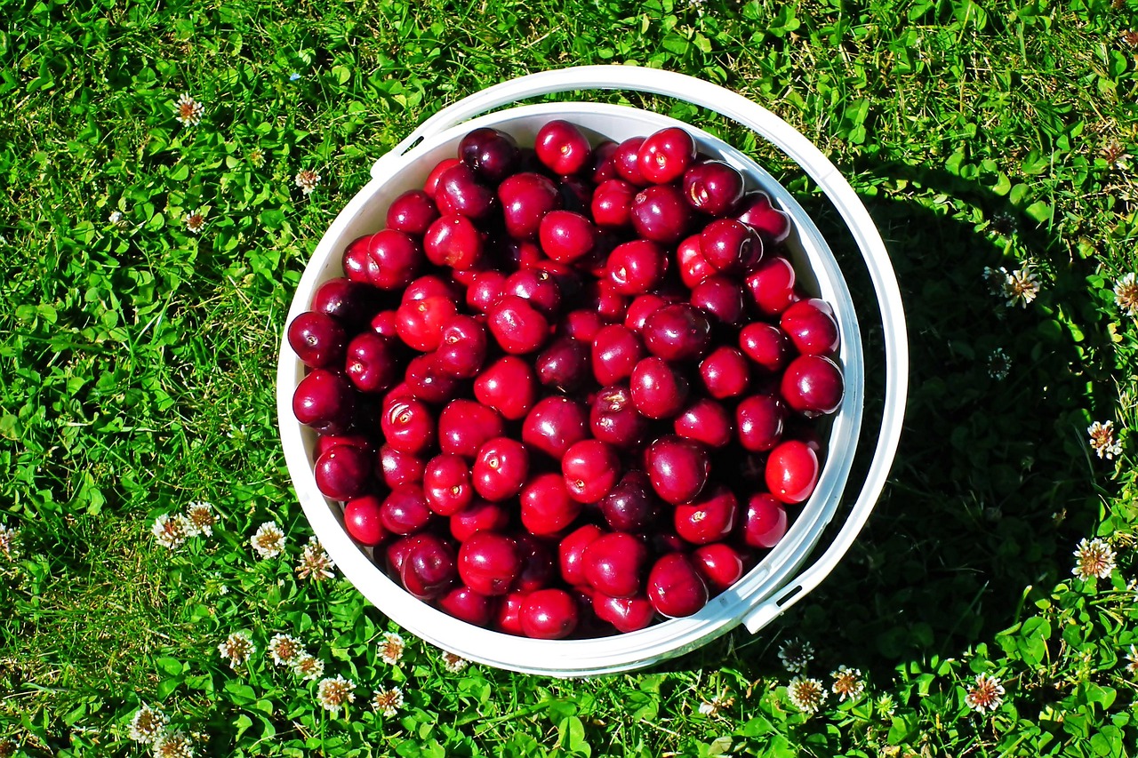 Fruit Cherries Garden Free photo on Pixabay Pixabay