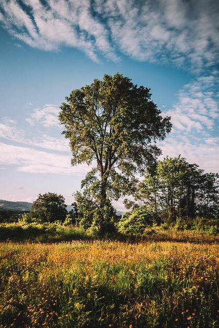 Free Tree Nature photo and picture
