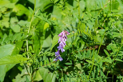 Flores, Folhas, Plantas, Flora, Natureza