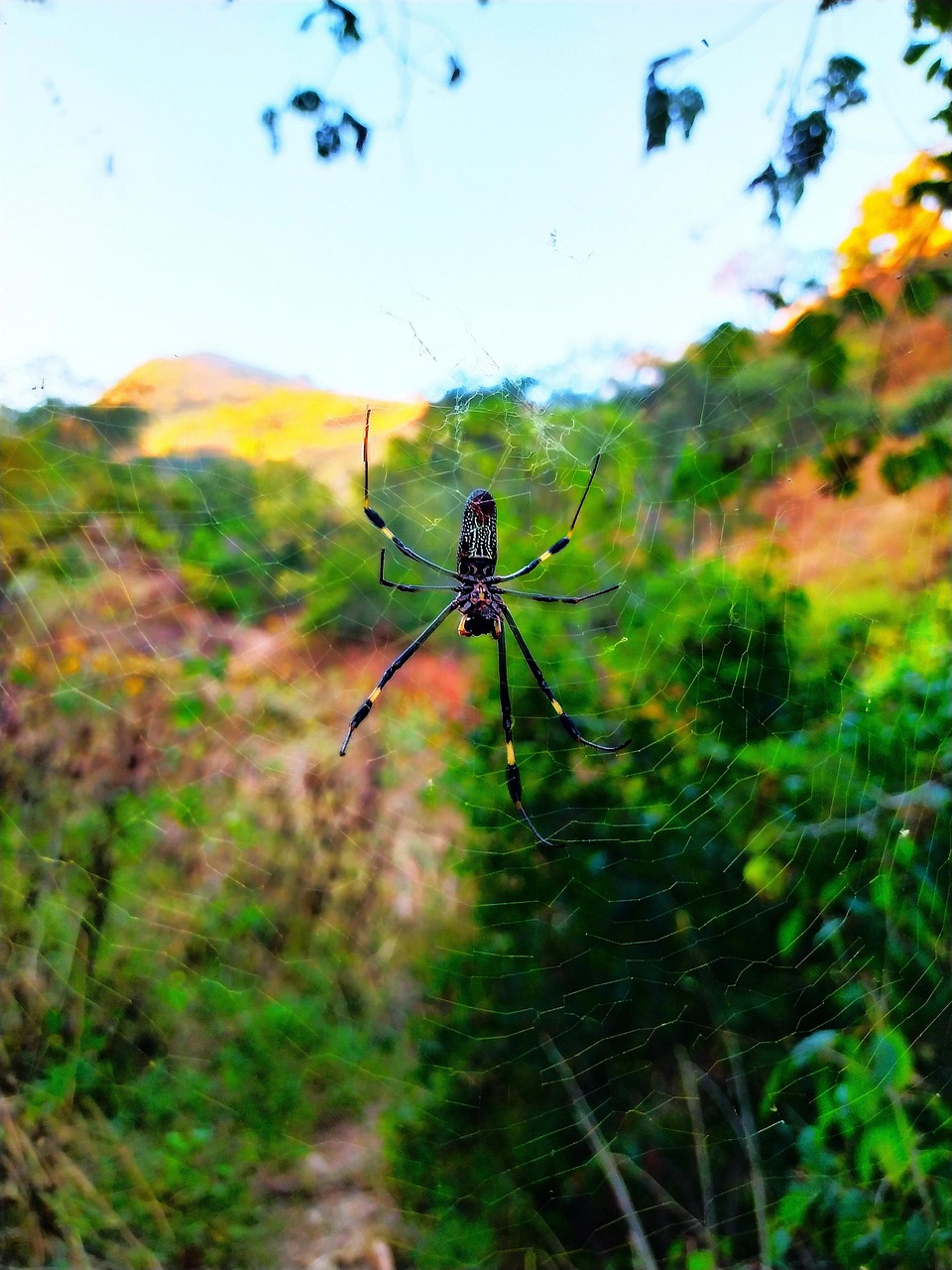 Araña Paisaje - Foto gratis en Pixabay - Pixabay