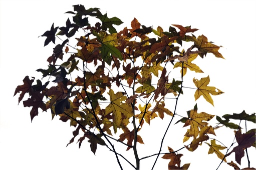 Free Leaves Autumn illustration and picture