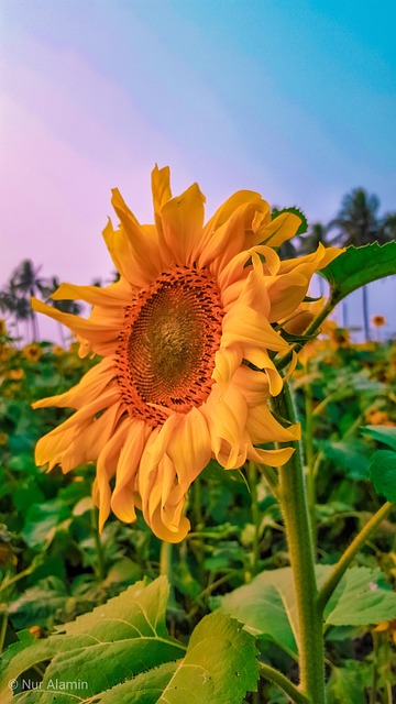 Free Flower Bud photo and picture