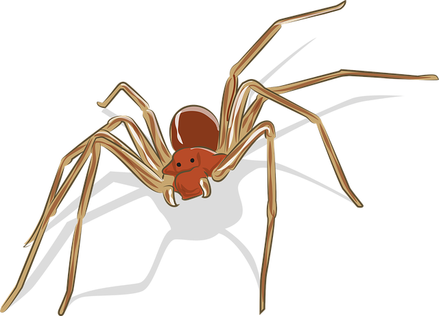 Free spider arachnid animal illustration