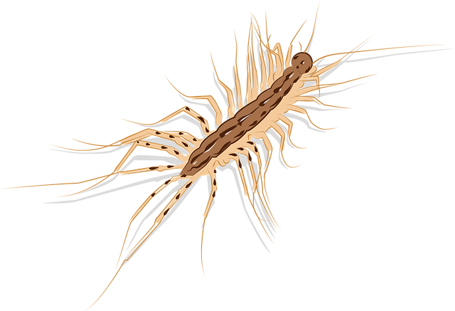 Download free HD stock image of Scolopendra Centipede Free scolopendra centipede animal illustration