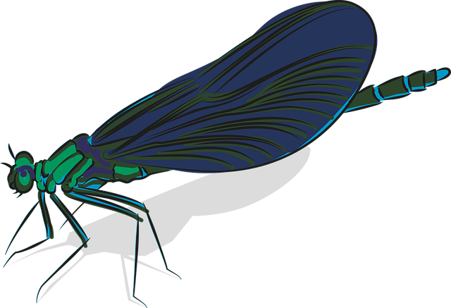 Free dragonfly insect nature illustration