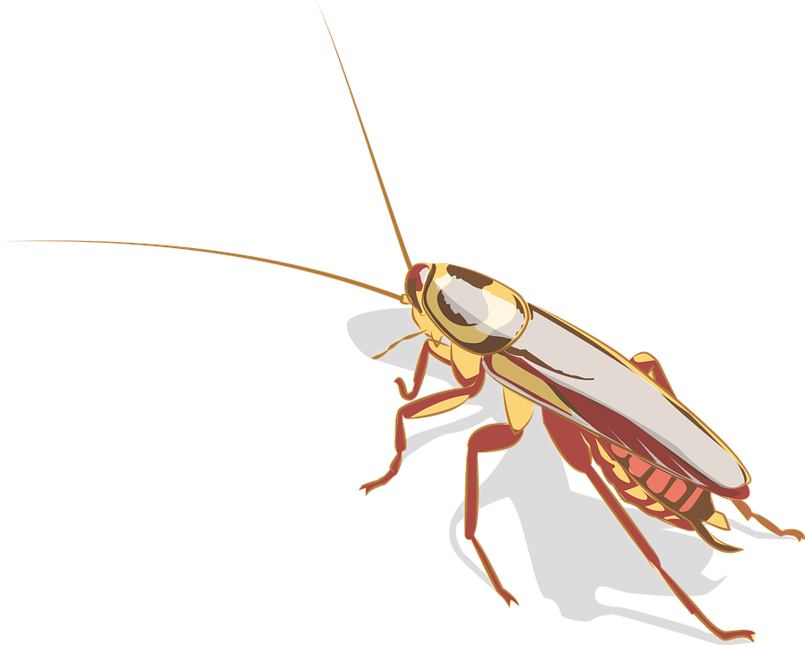 Cockroach Insect Animal - Free vector graphic on Pixabay