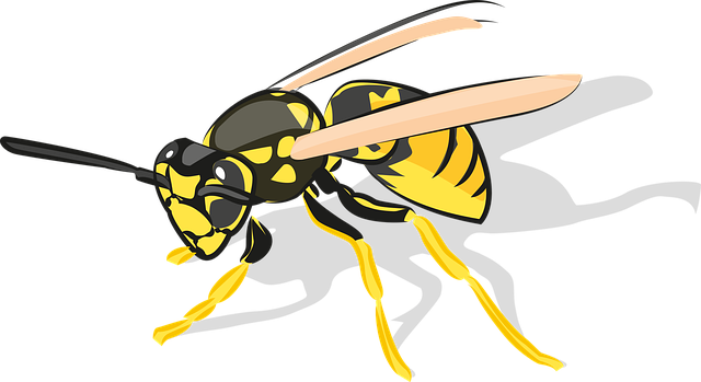 Free bee insect animal vector