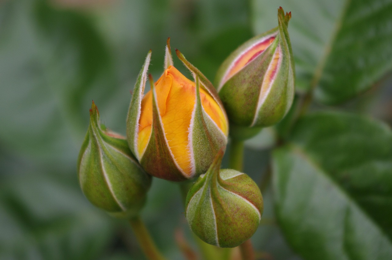 Rosen Knospen Blumen