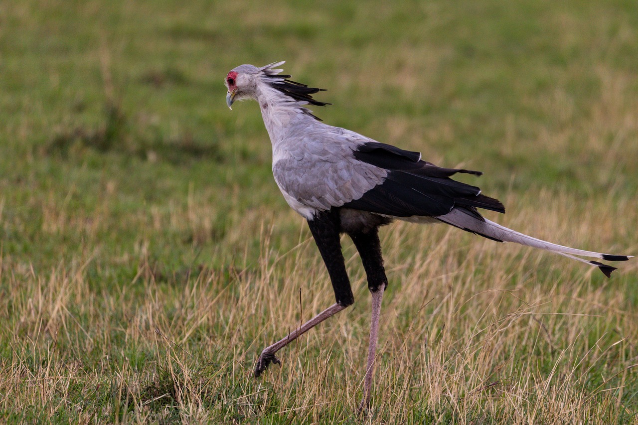 20+ Free Secretary Bird & Bird Photos - Pixabay