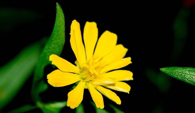 Blume, Hintergrund, Garten, Natur, Blüte