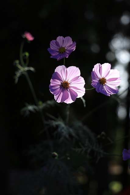 Kosmos, Blumen, Natur, Blüte, Pflanze
