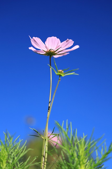 Kosmos, Blume, Blumentapete, Pflanze