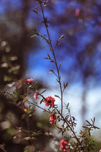 Blumen, Himmel, Zweig, Natur, Feder