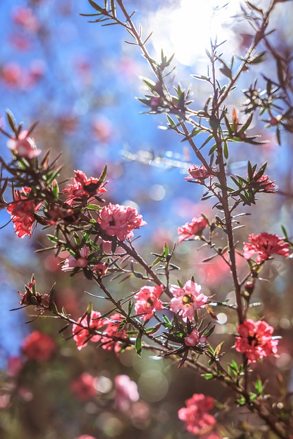 Blumen, Sonnenschein, Sonnenlicht, Natur