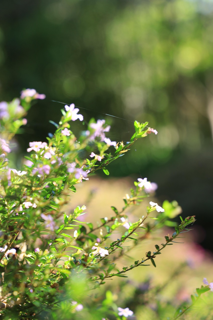 Blumen, Pflanze, Blätter, Laub, Garten