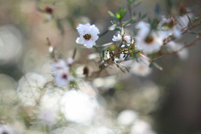 Weiß, Blumen, Garten, Natur, Pflanze