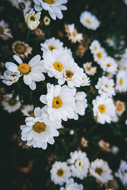 Free Chrysanthemum Flower photo and picture