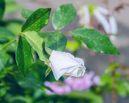 Flor, Bloom, Florescer, Flora, Natureza