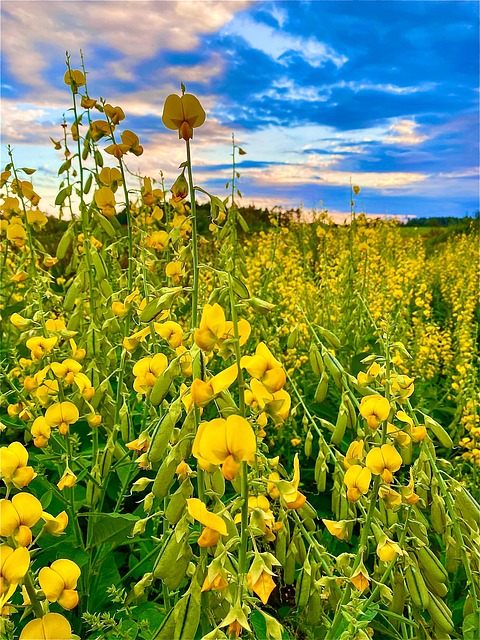 Free Crotalaria Retusa Devil Bean photo and picture