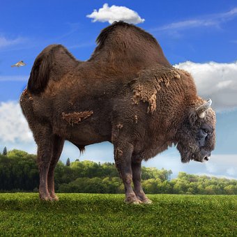Tutorials, Tiere, Büffel