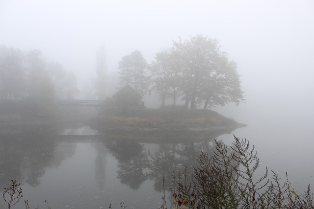 Free Fog Trees photo and picture