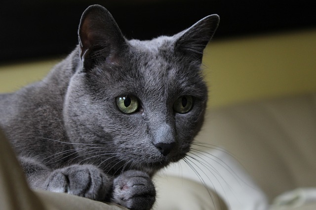 Free Cat Russian Blue photo and picture