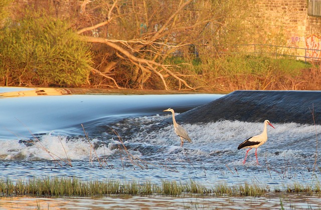 Free Stork Heron photo and picture