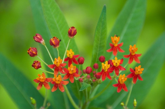 Free Flowers Butterfly Bush photo and picture