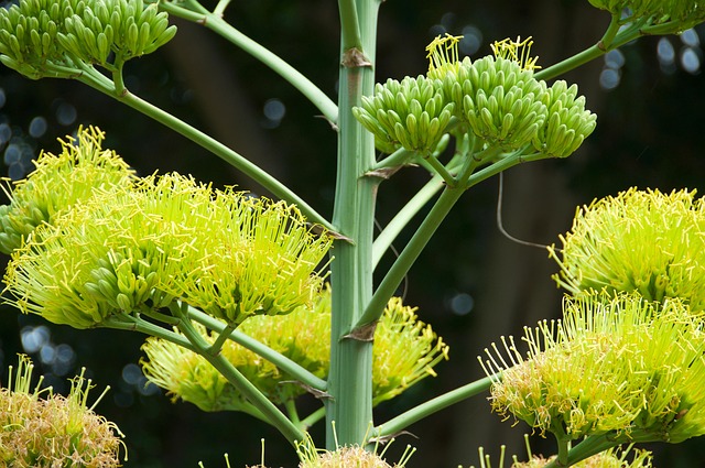 Free Flowers Bloom photo and picture